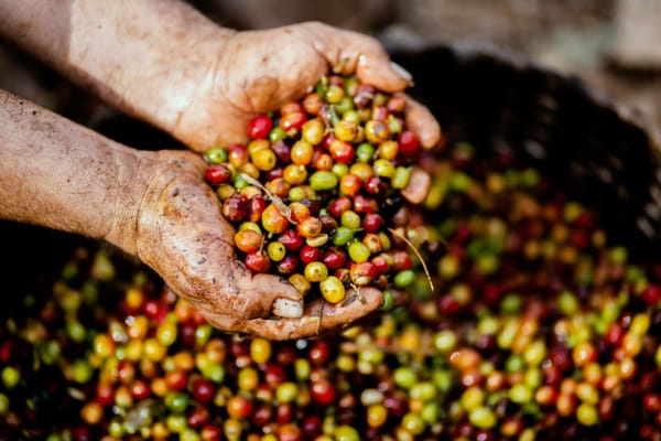 Nachhaltigkeit & Kaffee: 5 Dinge, die du wissen musst
