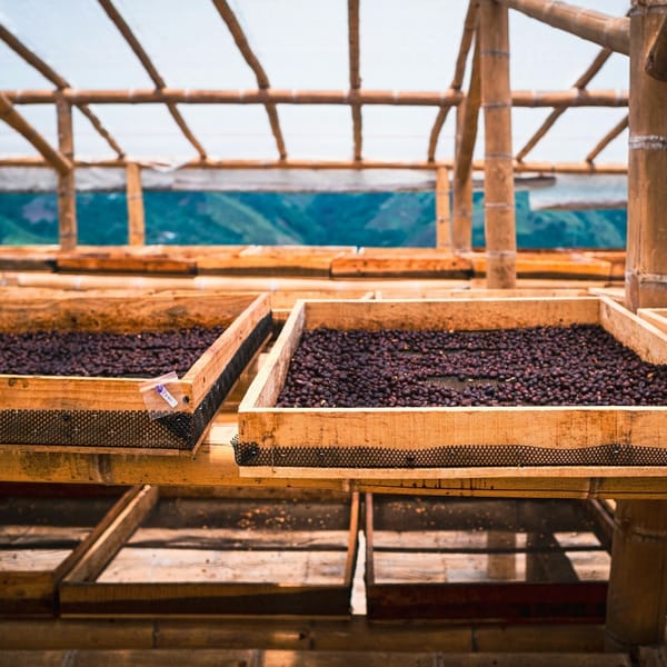 Specialty Coffee: Was macht ihn so besonders?